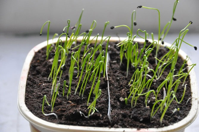 Лук-порей: выращивание в открытом грунте, посев семян на рассаду, уход22