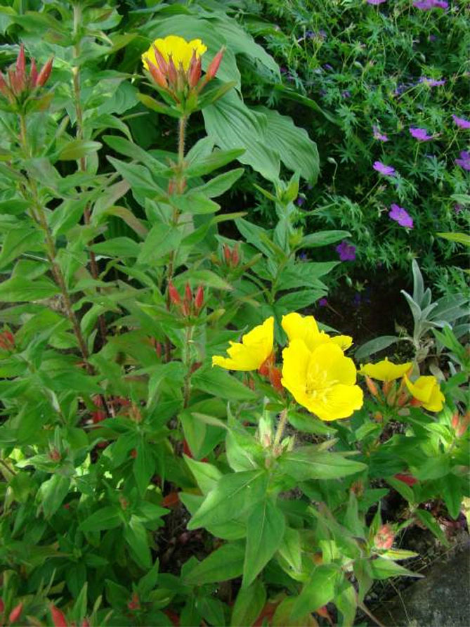 Энотера многолетний цветок: посадка и уход, фото сортов и видов с описанием16