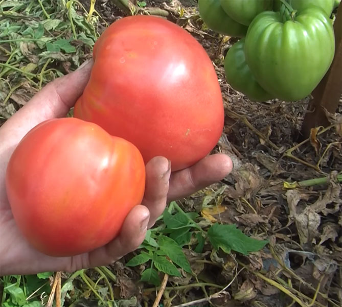 Сорт помидор Мазарини — характеристика и описание, фото, отзывы3