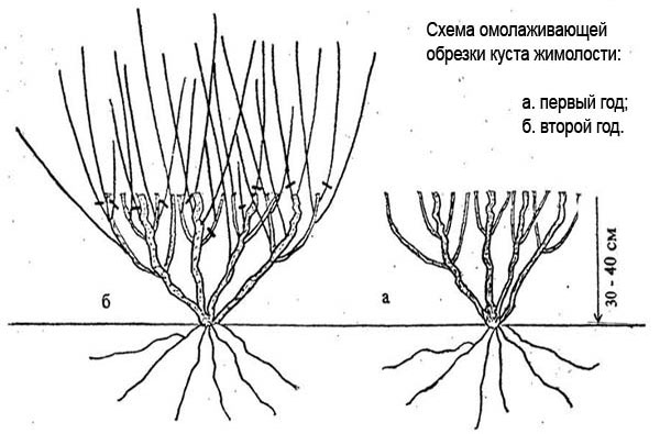 Описание жимолости съедобной – сорта, посадка и выращивание, уход и размножение17