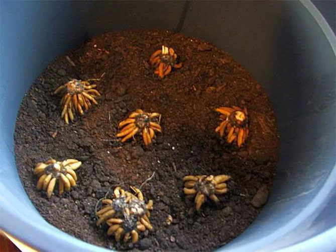 Цветы лютиковые (ранункулюсы): посадка и уход в открытом грунте, в домашних условиях24