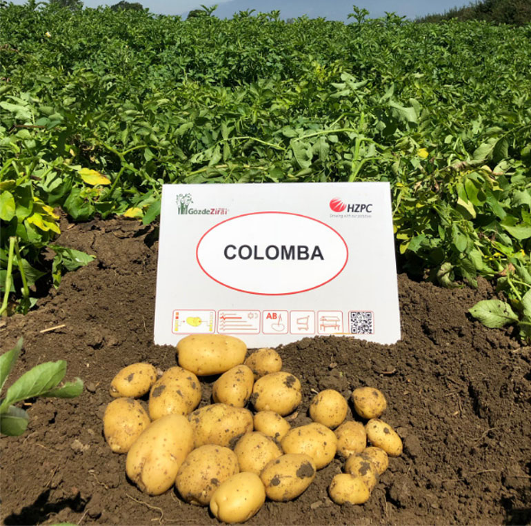 Сорт картофеля Коломбо — характеристика и описание, отзывы, фото0