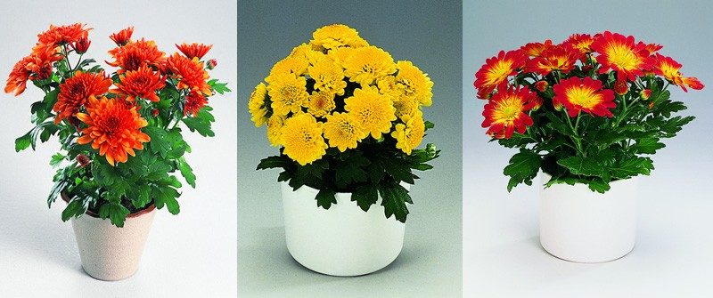 Многолетние хризантемы — сорта, фото1