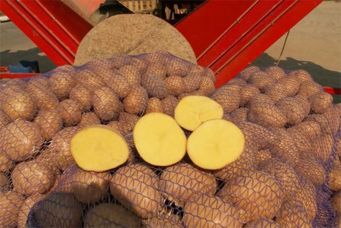 Картофель Уладар — характеристика сорта, отзывы, вкус, фото3