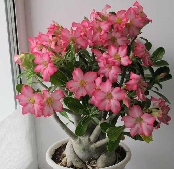 Цветок адениум – уход и выращивание в домашних условиях, фото1