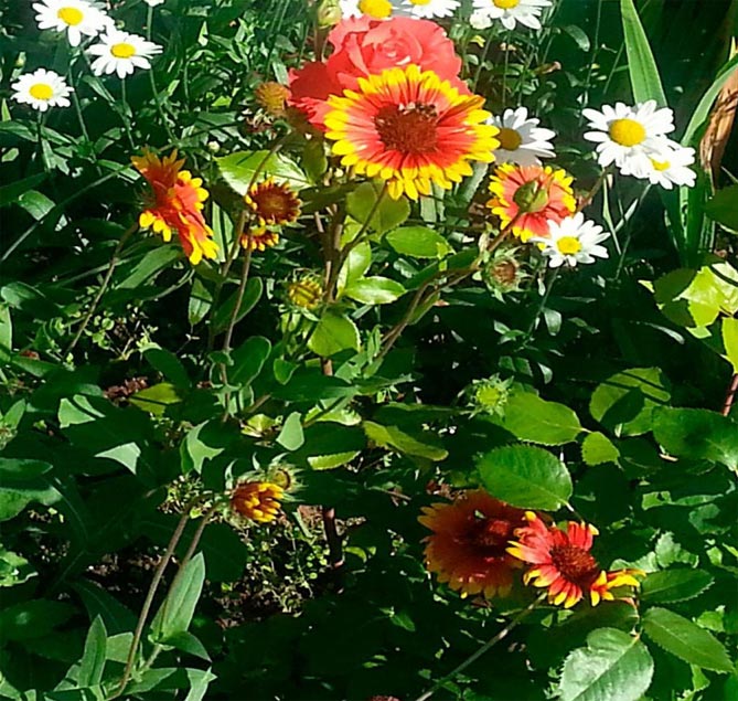 Многолетний цветок гайлардия – посадка и уход, выращивание рассады из семян, 10 сортов