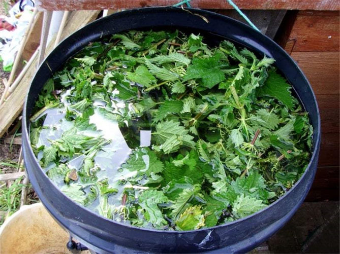 Как приготовить травяной чай для подкормки растений - рецепты6