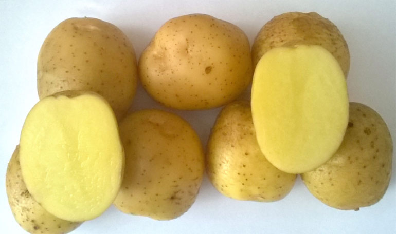 Картофельный Бриз: характеристика сорта, отзывы, вкусовые качества0