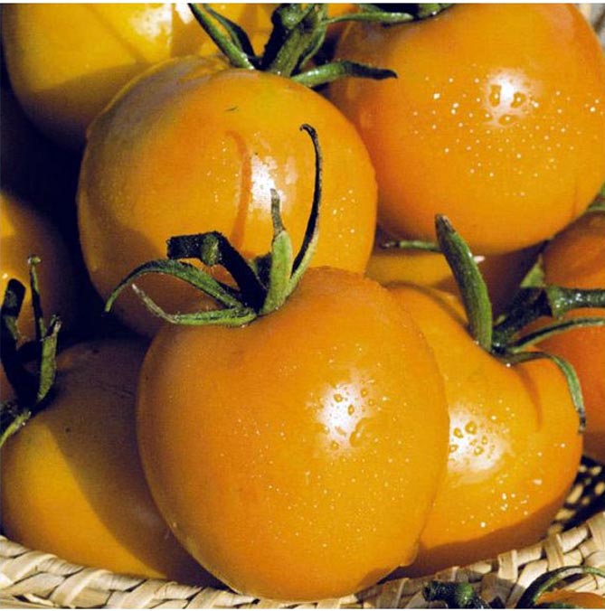 Сорт помидоров Де Барао — характеристика, урожайность, фото и отзывы7