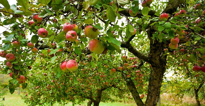 Описание сорта яблони Грушовка Московская: урожайность, морозостойкость, засухоустойчивость2