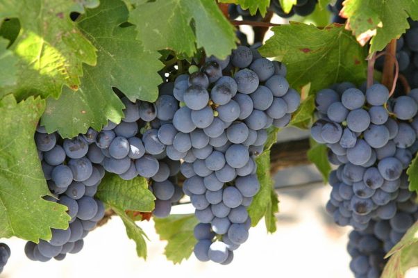Ранние сорта винограда для разных регионов: как сделать правильный выбор