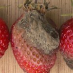 «Скорая помощь» и профилактика для клубники: как получить полезную ягоду