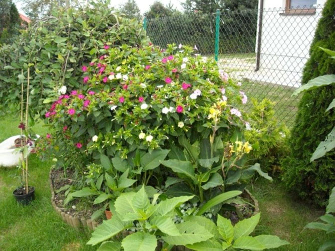 Мирабилис цветок фото и описание в клумбе