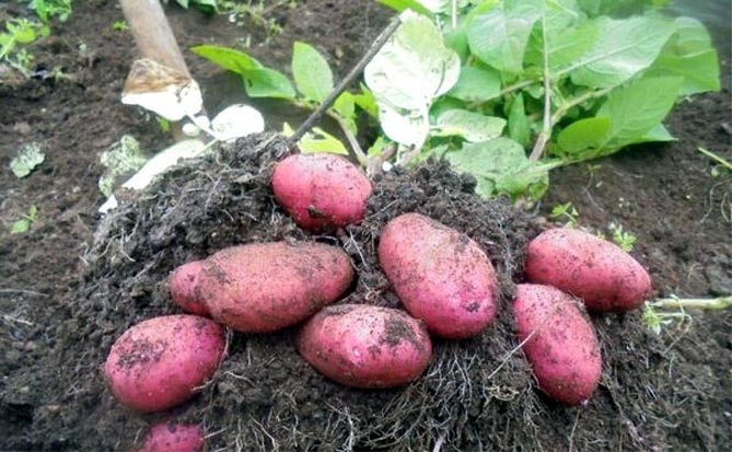 Сорт картофеля Ред Скарлет – описание, отзывы, фото9