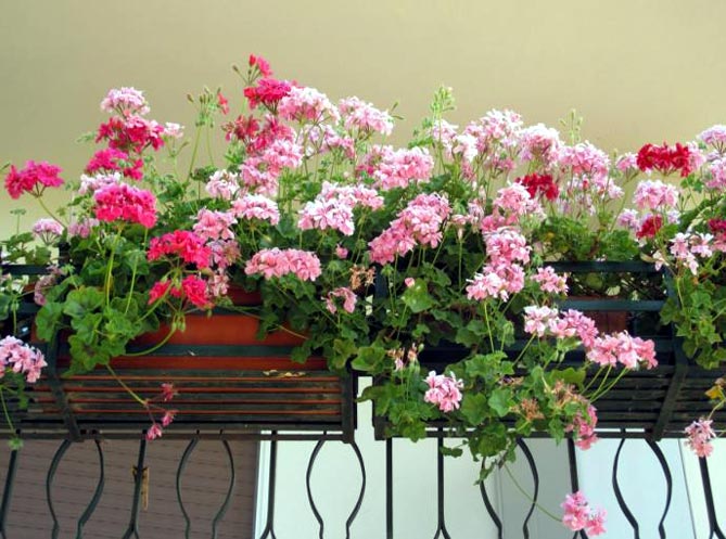 Какие цветы выращивают на балконе фото и названия27