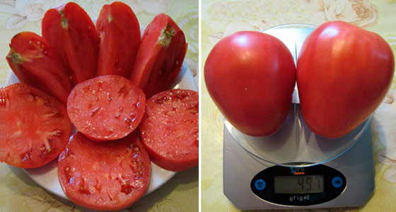 Описание сорта томатов крупноплодных Батяня: характеристика плодов, технология выращивания4