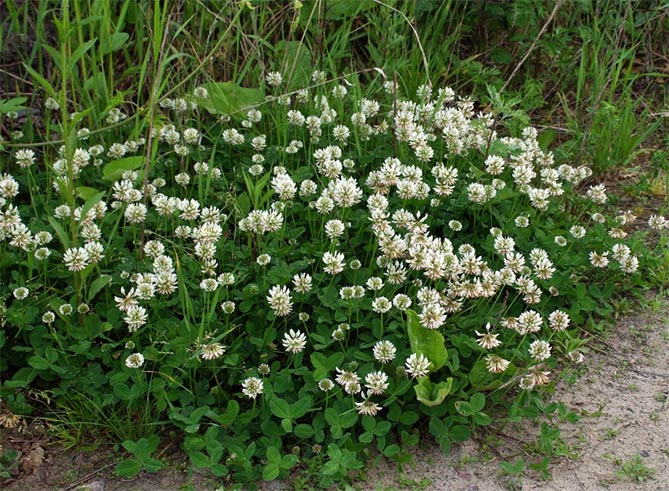 Фото и названия многолетних почвопокровных растений: цветковых и вечнозеленых31