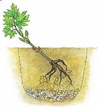 Травянистые и древовидные пионы: размножение и посадка, уход в открытом грунте (удобрение, полив)27
