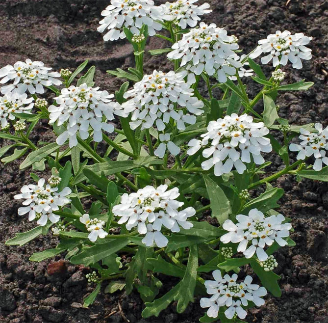 Цветок иберис: посадка, уход, выращивание из семян, когда сажать27