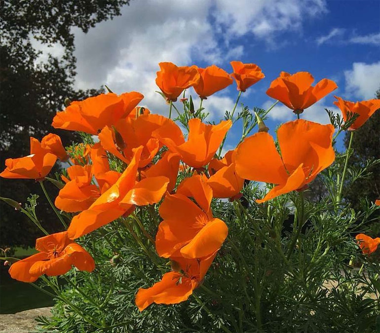 Калифорния цветок фото