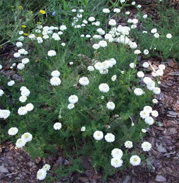 Лучшие растения для альпийской горки – цветущие, многолетние, хвойные82