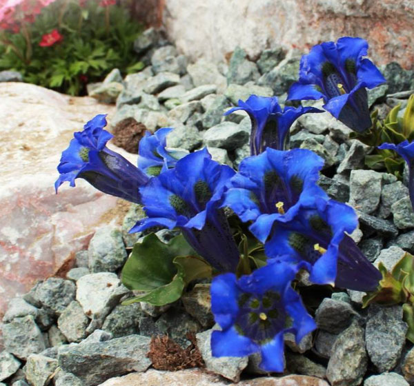 Лучшие растения для альпийской горки – цветущие, многолетние, хвойные52