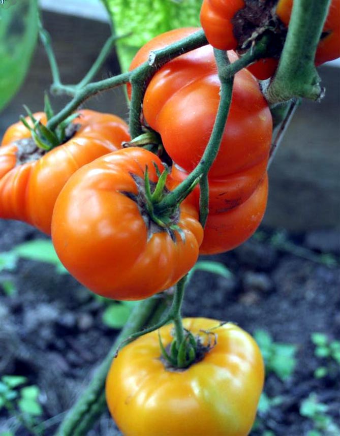 Сорт помидор Хурма — характеристика и описание, отзывы, фото13