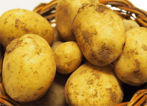 Описание лучших сортов картофеля для средней полосы России: самые урожайные и вкусные22