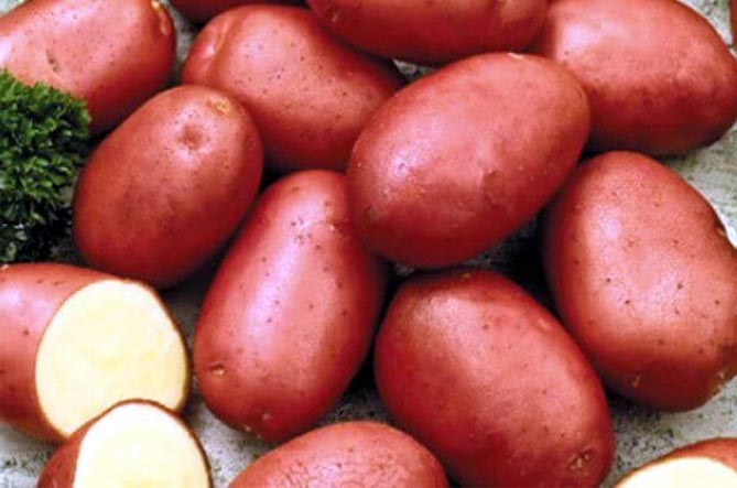 Сорт картофеля Ред Скарлет — описание, отзывы, фото2