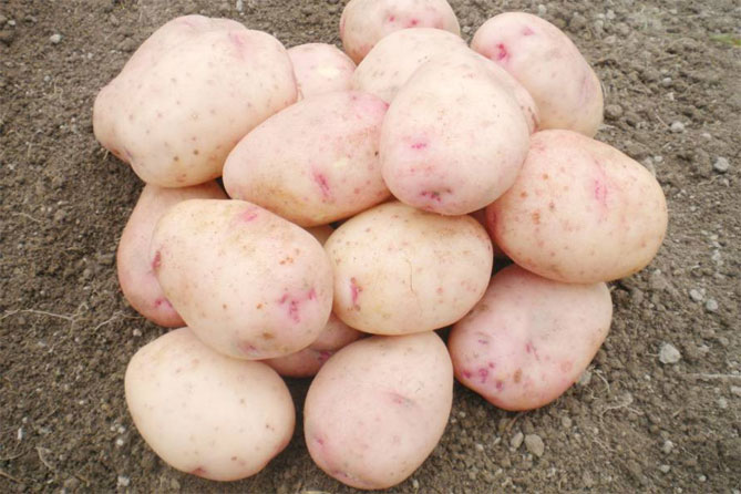 Картофель аврора - характеристика сорта, отзывы, вкусовые качества1