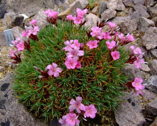 Лучшие растения для альпийской горки – цветы, многолетники, хвойные73