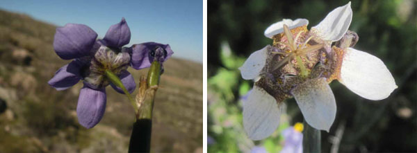 Тигридия павлинья цветочная: посадка, выращивание и уход в открытом грунте, сорта, фото9
