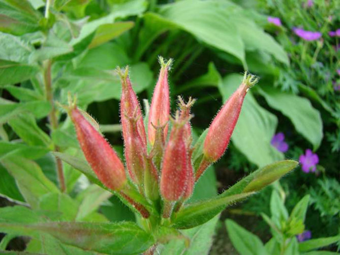 Многолетний цветок энотера: посадка и уход, фото сортов и видов с описанием13