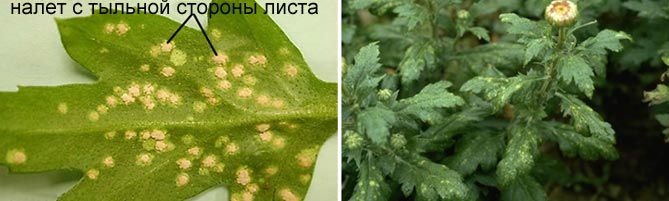 Выращивание хризантем: размножение, посадка и уход в открытом грунте21