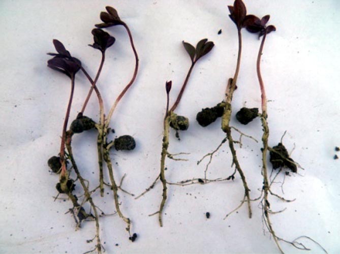 Травянистые и древовидные пионы: размножение и посадка, уход в открытом грунте (удобрение, полив)33