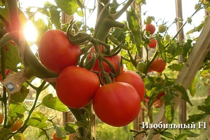 Лучшие сорта томатов на 2019 год, отзывы, фото12