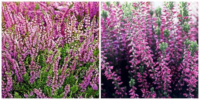 Однолетние и многолетние низкорослые бордюрные цветы, фото в цветниках65