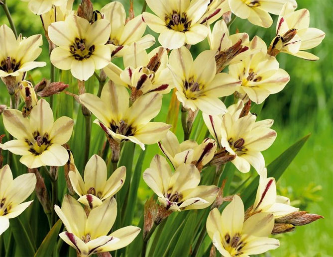 Цветы спараксиса: посадка, выращивание и уход в открытом грунте, фото в саду, сорта12