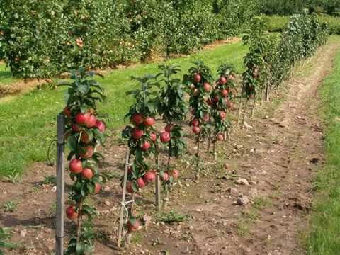 Сорт яблони Штрифлинг (Streifling, осенняя полоска) — описание популярной яблони, фото3