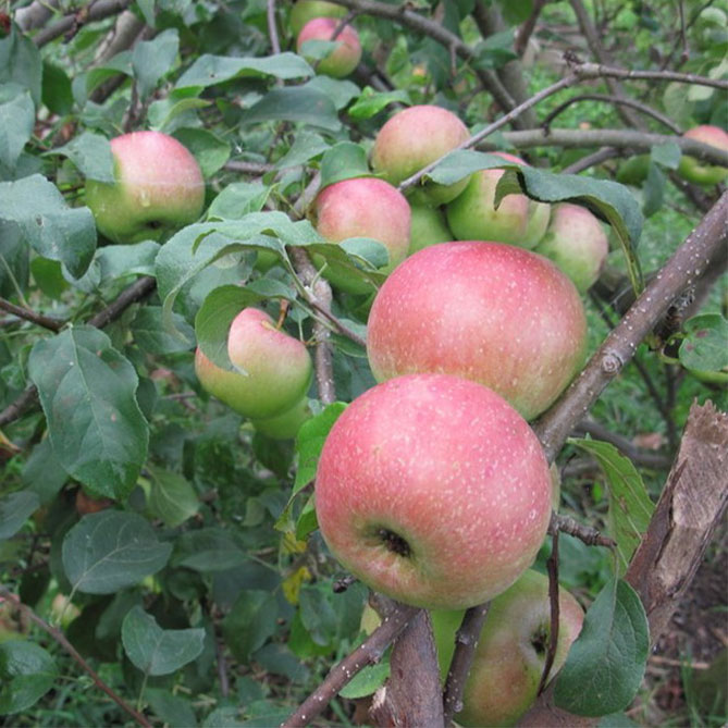 Описание сорта яблони Уэлси: урожайность, морозостойкость, фото, отзывы3
