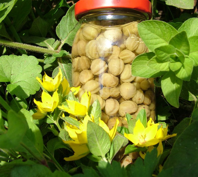 Настурция: выращивание из семян, когда сажать, посадка и уход 41