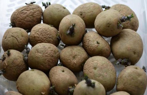 Сорт картофеля Коломбо — характеристика и описание, отзывы, фото3