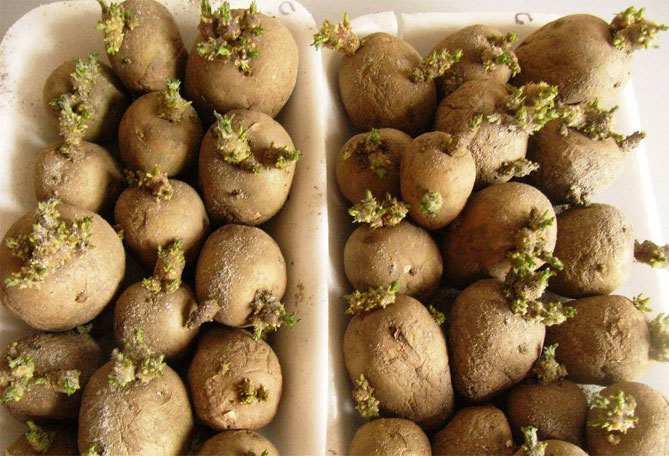 Описание сорта картофеля Невский, фото, отзывы овощеводов5