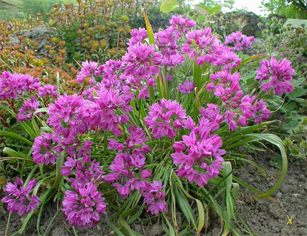 Лучшие растения для альпийской горки – цветущие, многолетние, хвойные54