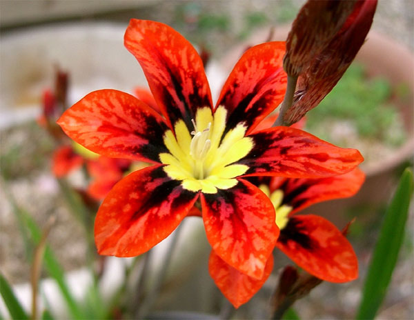 Цветы спараксиса: посадка, выращивание и уход в открытом грунте, фото в саду, сорта3
