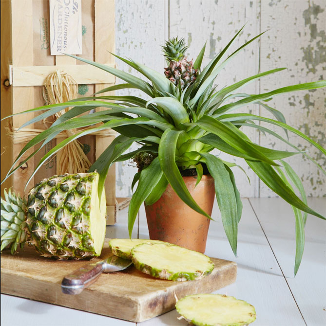 Как вырастить ананас дома из верхушки (хвостика) пошагово, фото15