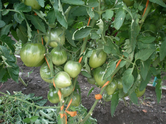 Описание сорта томатов крупноплодных Батяня: характеристика плодов, технология выращивания2