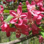 Цветение яблони: календарь для разных регионов выращивания и важные нюансы