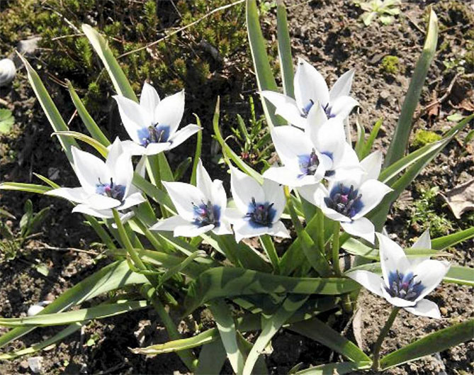 Лучшие растения для альпийской горки – цветы, многолетники, хвойные24