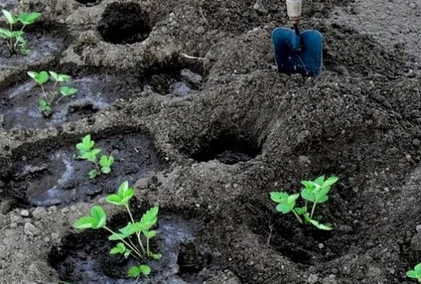 Земляника садовая Ирма: особенности и особенности выращивания
